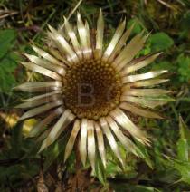 Carlina vulgaris - Flower head - Click to enlarge!