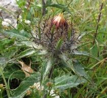 Carlina vulgaris - Flower head bud - Click to enlarge!