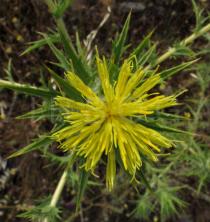 Carthamus lanatus - Flower head - Click to enlarge!
