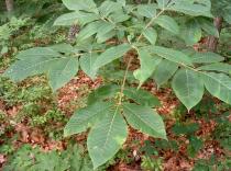 Carya glabra - Leaves - Click to enlarge!