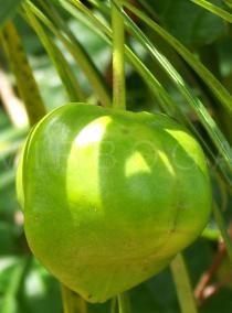 Cascabela thevetia - Fruit - Click to enlarge!
