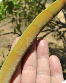 Cassia abbreviata - Pod, close-up - Click to enlarge!