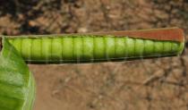 Cassia abbreviata - Pod, opened - Click to enlarge!