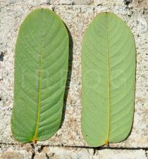 Cassia alata - Upper and lower surface of leaflet - Click to enlarge!