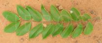 Cassia fistula - Upper surface of young leaf - Click to enlarge!