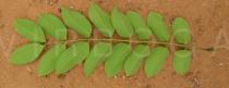 Cassia fistula - Lower surface of young leaf - Click to enlarge!