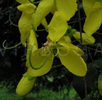 Cassia fistula - Flower - Click to enlarge!
