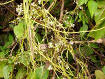 Cassytha filiformis - Habit and flowers - Click to enlarge!