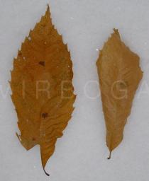 Castanea dentata - Leaf - Click to enlarge!