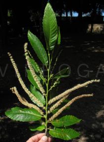 Castanea sativa - Flowering branch - Click to enlarge!