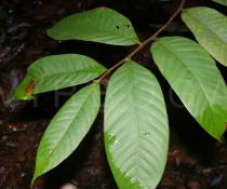 Castanopsis mekongensis - Foliage - Click to enlarge!