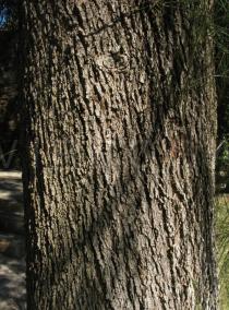 Casuarina equisetifolia - Bark - Click to enlarge!