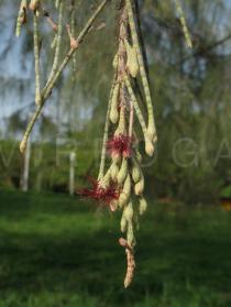 Casuarina equisetifolia - Female flower - Click to enlarge!