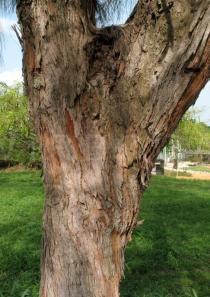 Casuarina equisetifolia - Bark - Click to enlarge!