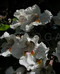 Catalpa bignonioides - Flower - Click to enlarge!