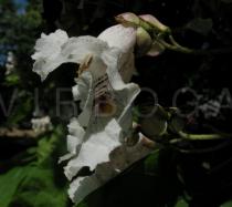 Catalpa bignonioides - Flower side view - Click to enlarge!