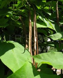 Catalpa bignonioides - Ripe fruits - Click to enlarge!