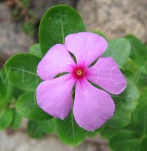 Catharanthus roseus - Flower - Click to enlarge!