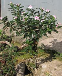 Catharanthus roseus - Habit - Click to enlarge!