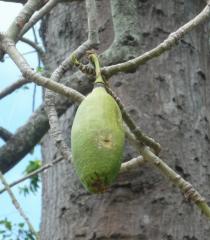 Ceiba pentandra - Ripening fruit - Click to enlarge!
