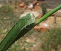 Cenchrus echinatus - Leaf ligule - Click to enlarge!