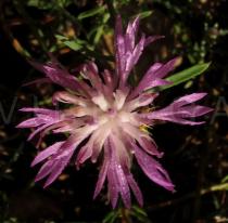 Centaurea aspera - Flower head - Click to enlarge!