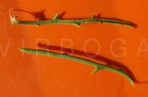 Centaurea aspera - Upper and lower surface of leaf - Click to enlarge!