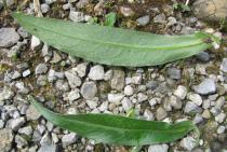 Centaurea montana - Upper and lower surface of leaf - Click to enlarge!