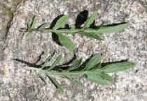 Centaurea paniculata - Upper and lower surface of leaf - Click to enlarge!