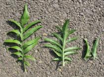Centaurea scabiosa - Upper and lower surfaces of leaves - Click to enlarge!