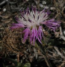 Centaurea sphaerocephala - Flowerhead - Click to enlarge!
