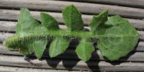 Centaurea sphaerocephala - Lower surface of leaf - Click to enlarge!