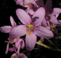Centaurium erythraea - Flower - Click to enlarge!