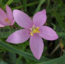 Centaurium portense - Flower - Click to enlarge!