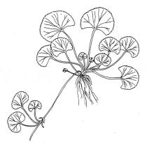 Centella asiatica - Click to enlarge!