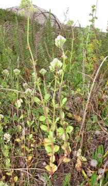 Centranthus calcitrapa - Habit - Click to enlarge!