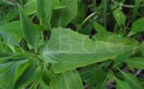 Centranthus ruber - Leaf insertion - Click to enlarge!