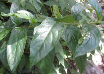 Centropogon cornutus - Foliage - Click to enlarge!