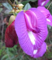 Centrosema virginianum - Flower - Click to enlarge!