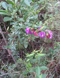 Centrosema virginianum - Habit - Click to enlarge!