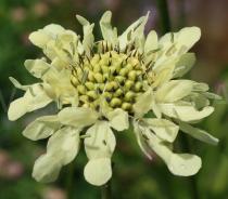 Cephalaria flava - Flower head - Click to enlarge!