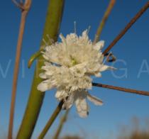 Cephalaria leucantha - Inflorescence - Click to enlarge!