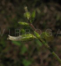 Cerastium glomeratum - Developing fruit - Click to enlarge!