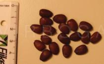 Ceratonia siliqua - Seeds - Click to enlarge!