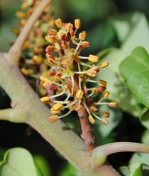 Ceratonia siliqua - Male inflorescence - Click to enlarge!