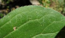 Ceratostigma plumbaginoides - Ciliate (marginally fringed with short hairs) leaf edge - Click to enlarge!