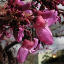 Cercis siliquastrum - Flower close-up - Click to enlarge!