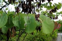 Cercis siliquastrum - Foliage - Click to enlarge!