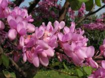 Cercis siliquastrum - Flowers - Click to enlarge!