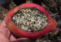 Cereus jamacaru - Ripe fruit - Click to enlarge!